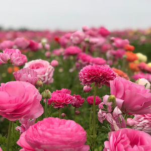 Meet your Posher, Jeeeun